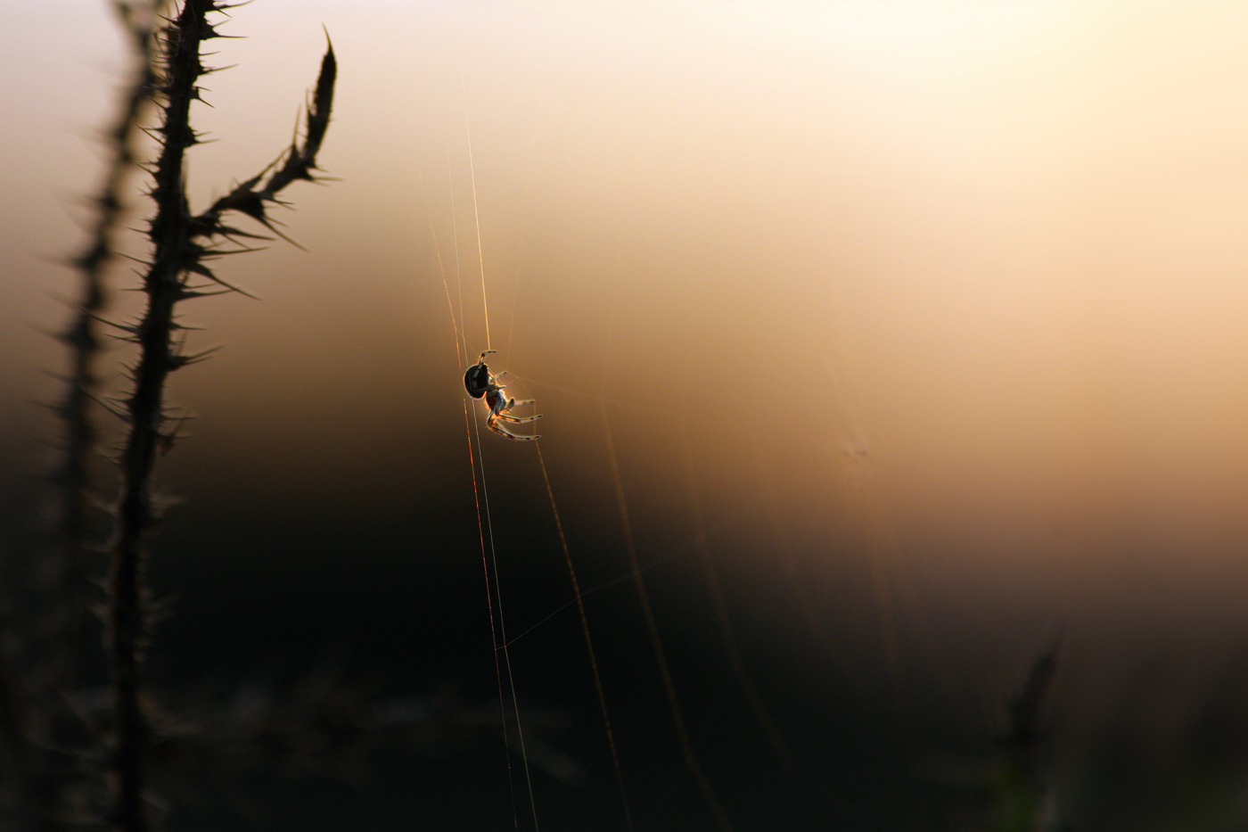 Провожая солнышко