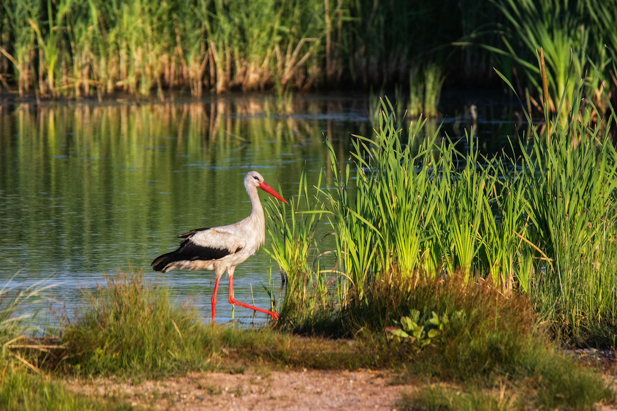 Аист шагает
