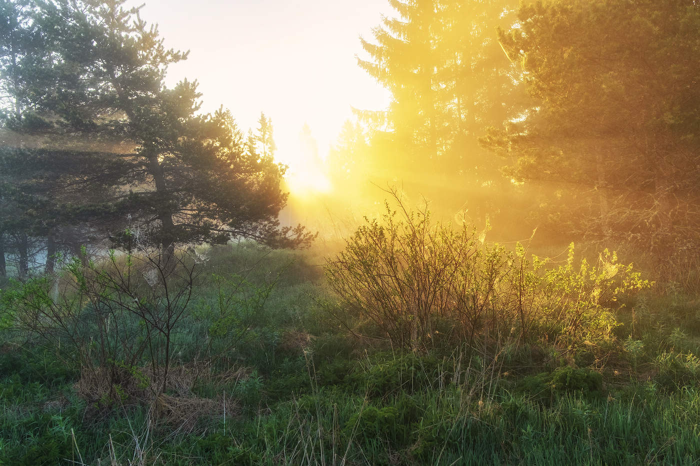 Майский рассвет