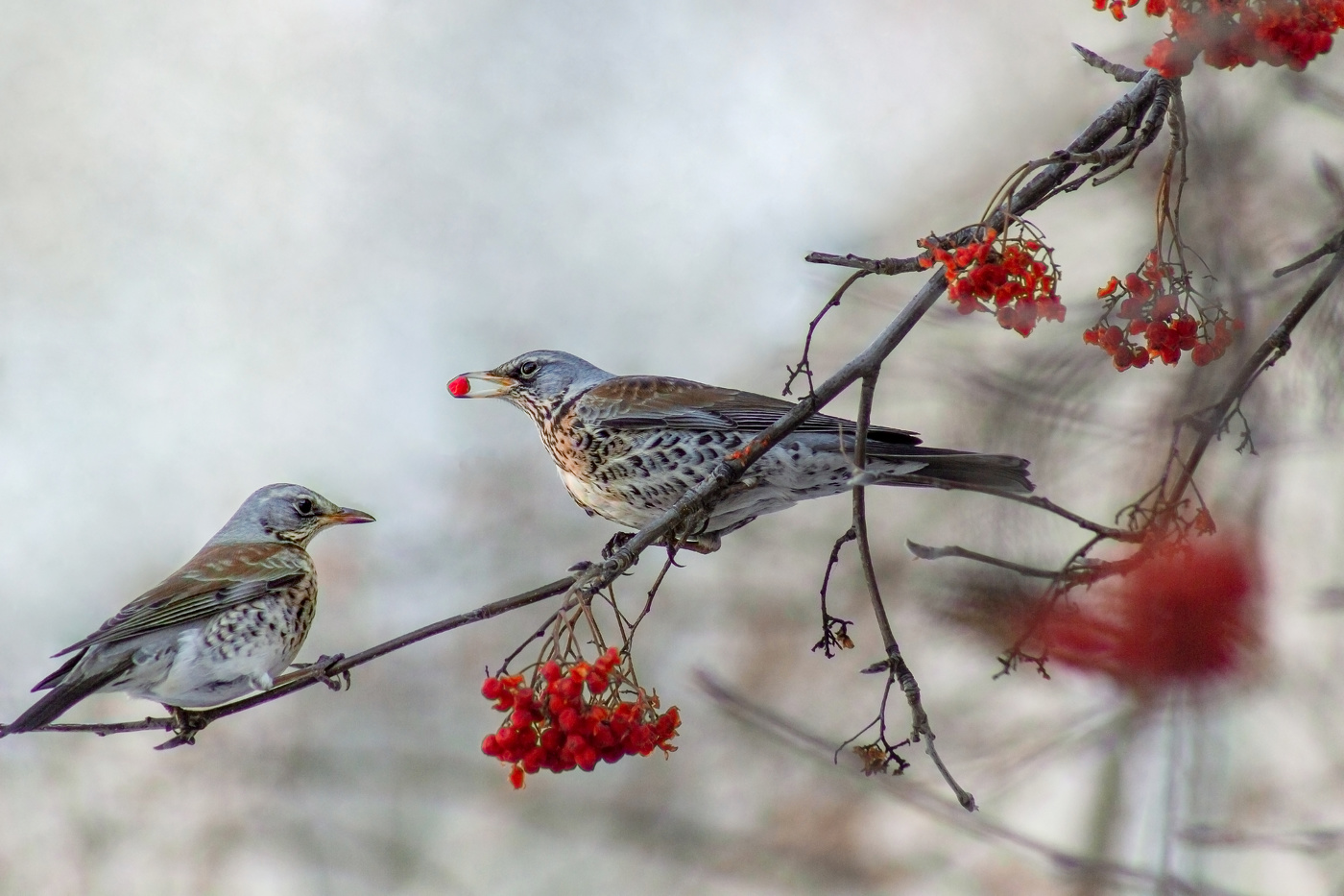 Я тоже хочу..