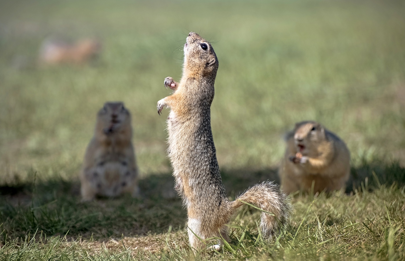 Суслик артист