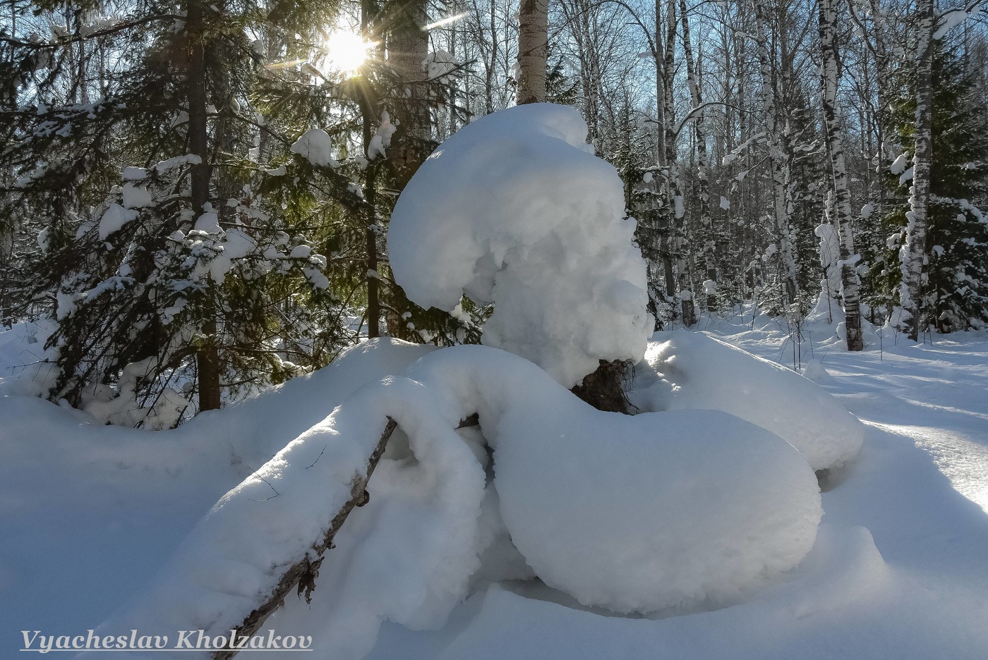 Зимний лес февраль