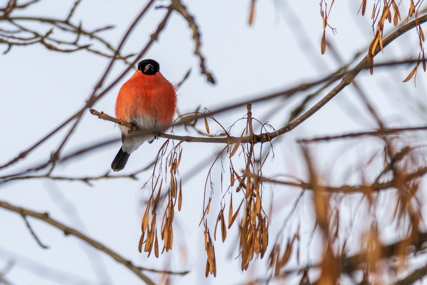 Нахохленный снегирь.