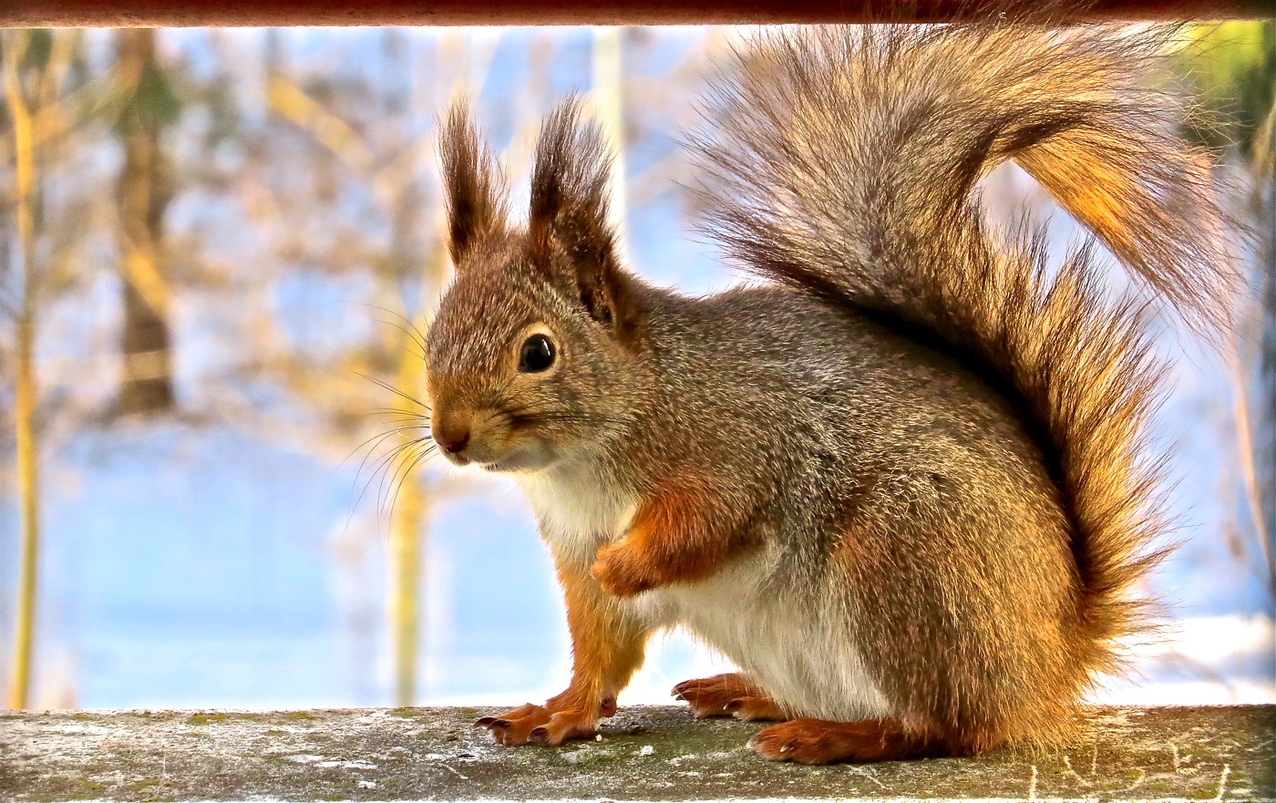 Белка в гости приходила...