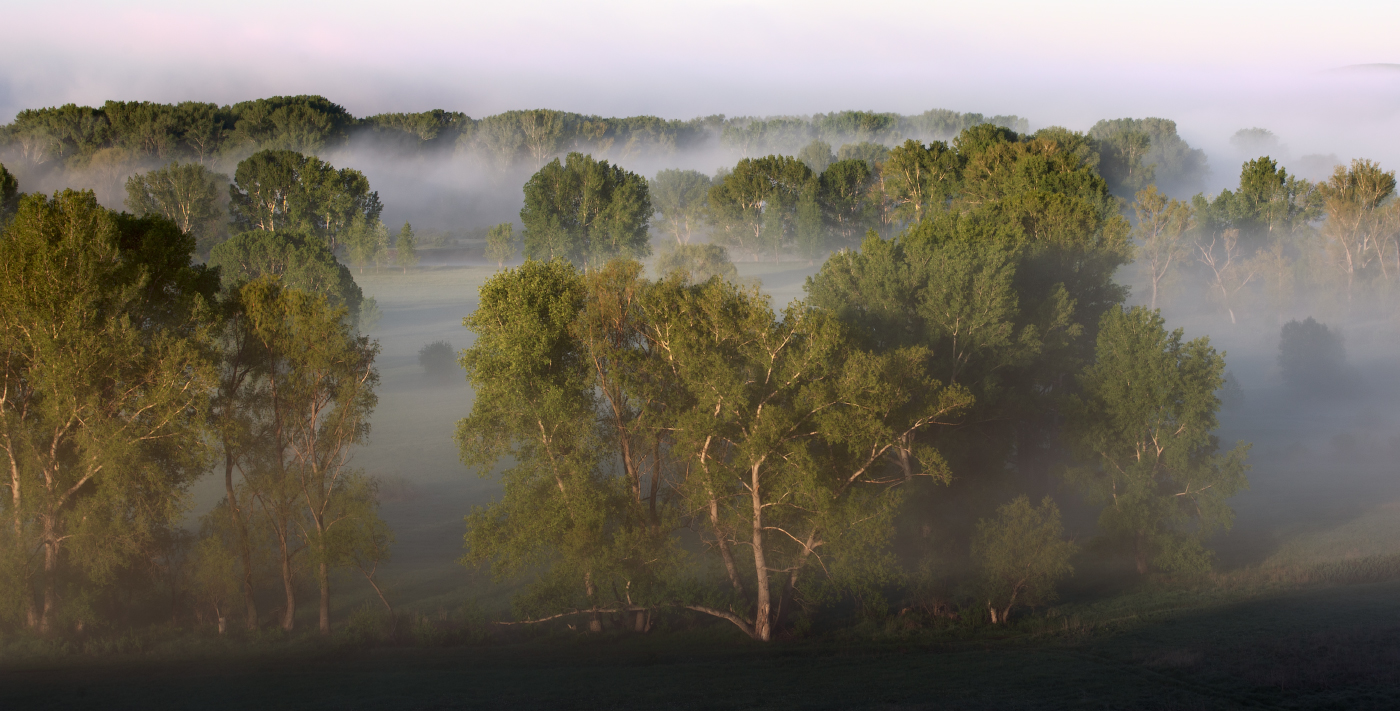 Утро туманное