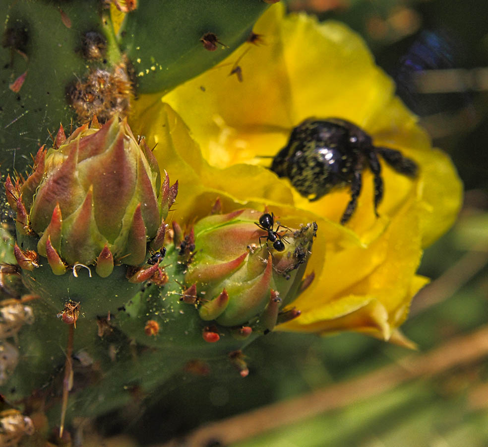Где обедал муравей...