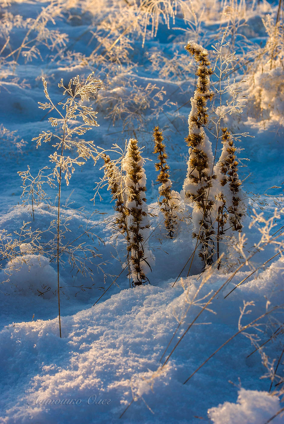 Зимний букет.
