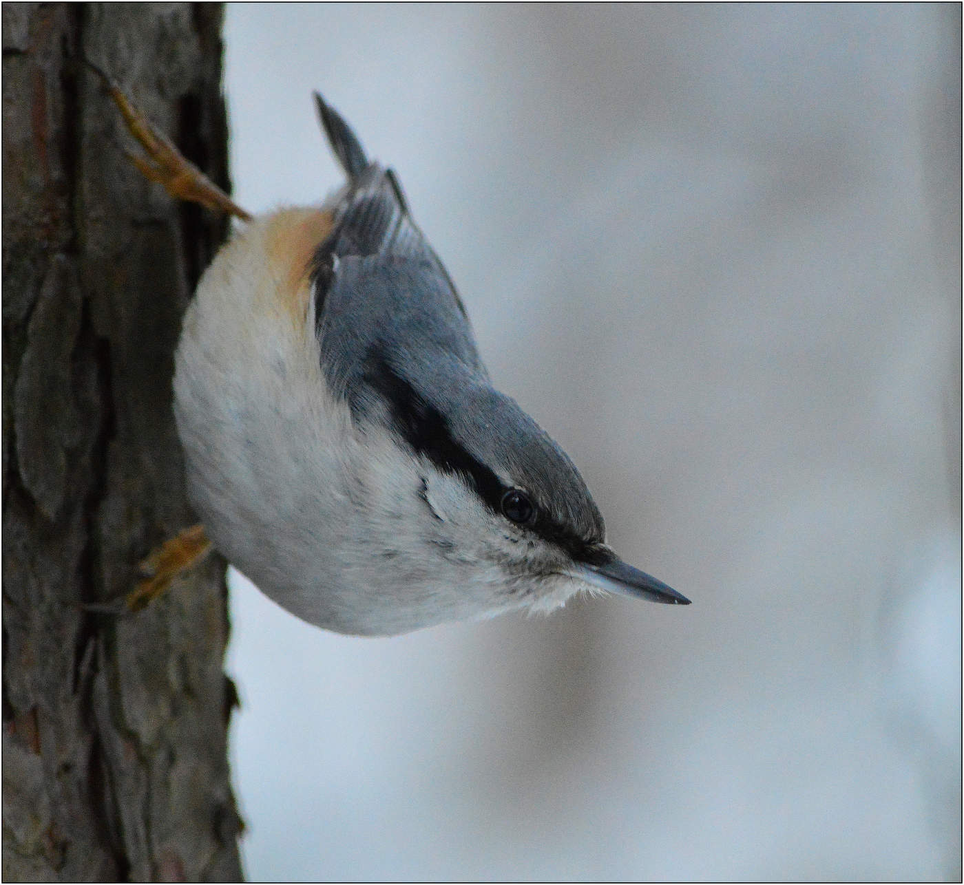 Вниз головой.