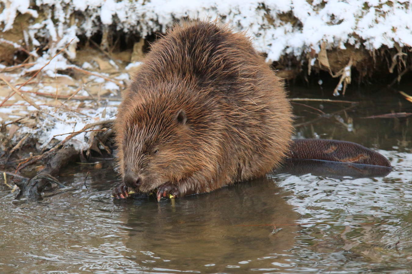 Завтрак бобра !!!