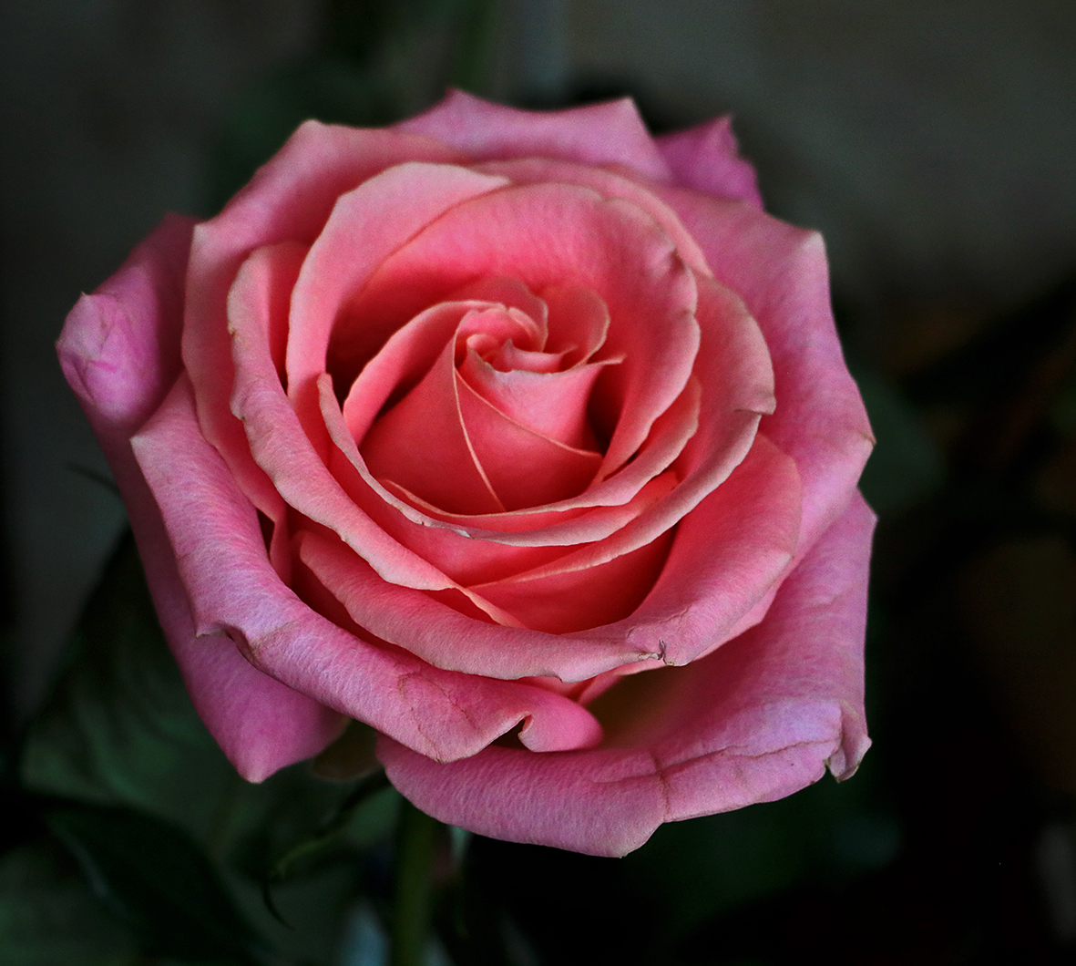 Зимняя красотка