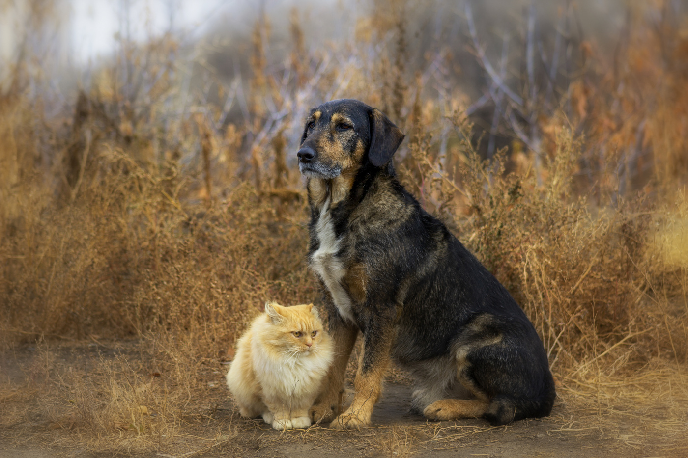 Любовь побеждает все