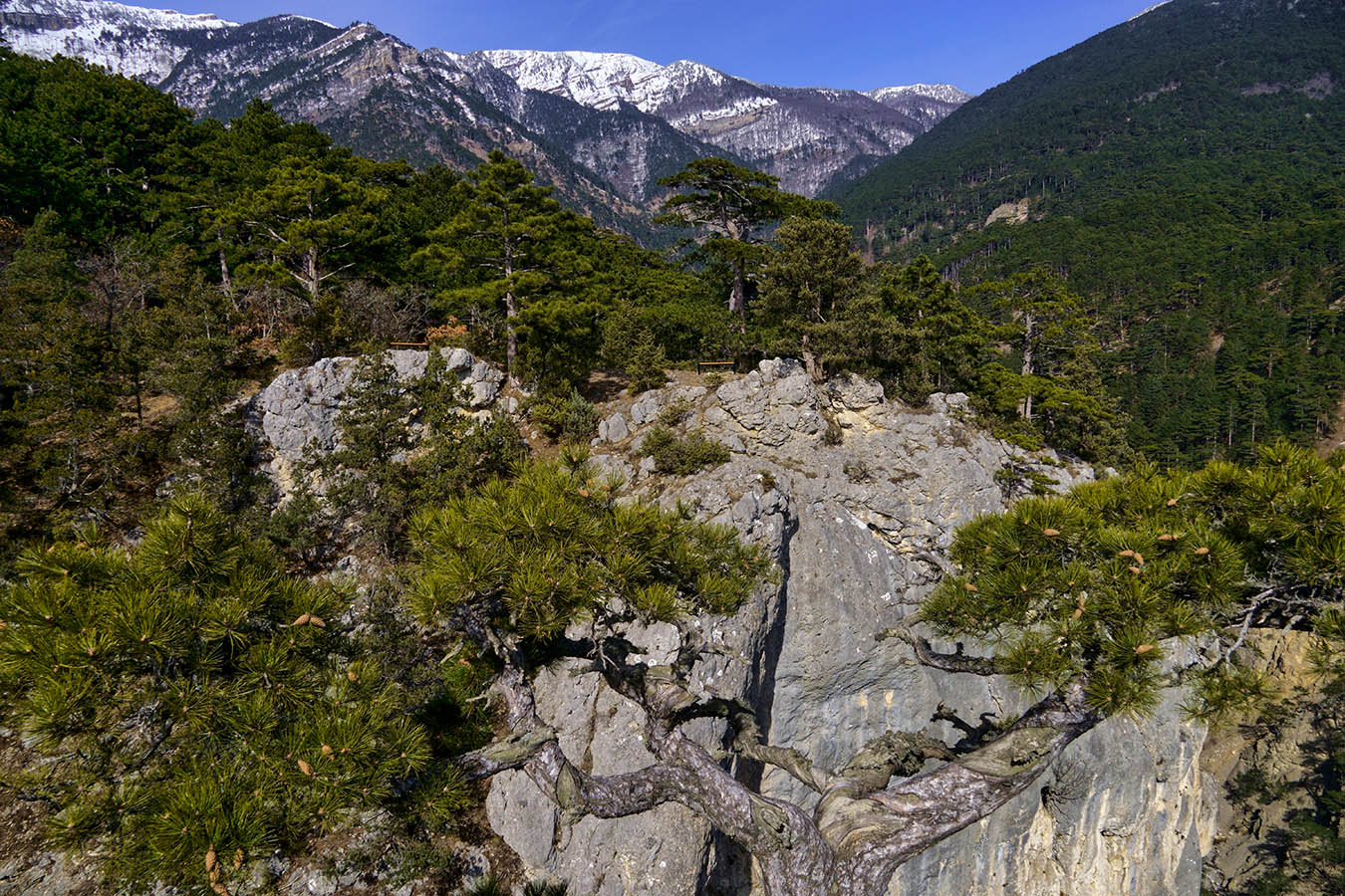 На Южных склонах Ай-Петри