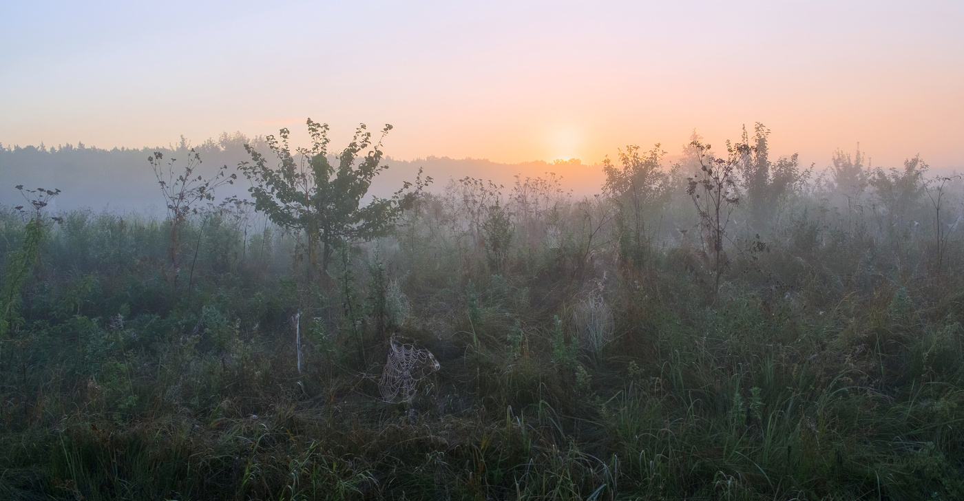 Летний луг.