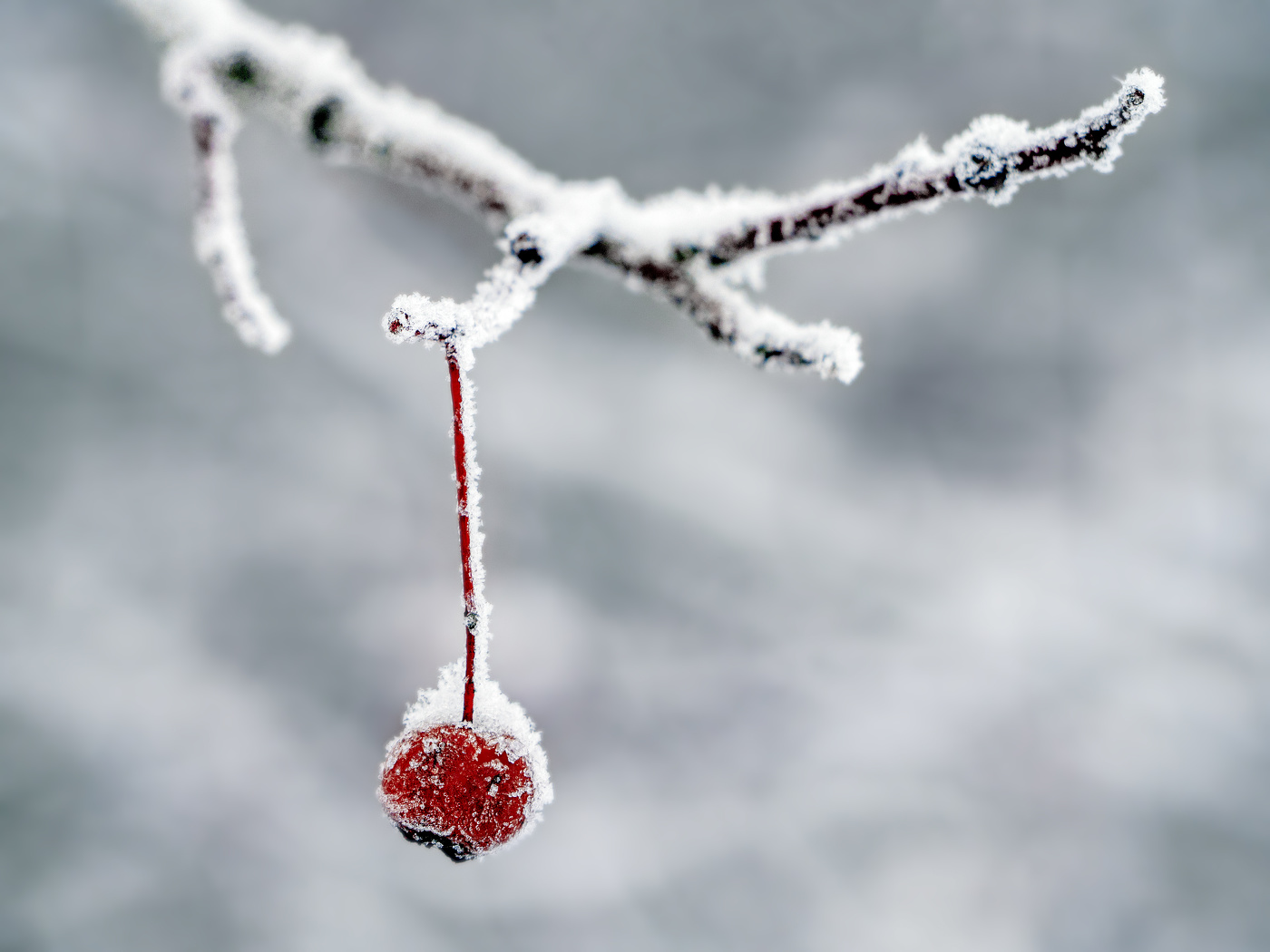 Зимний натюрморт