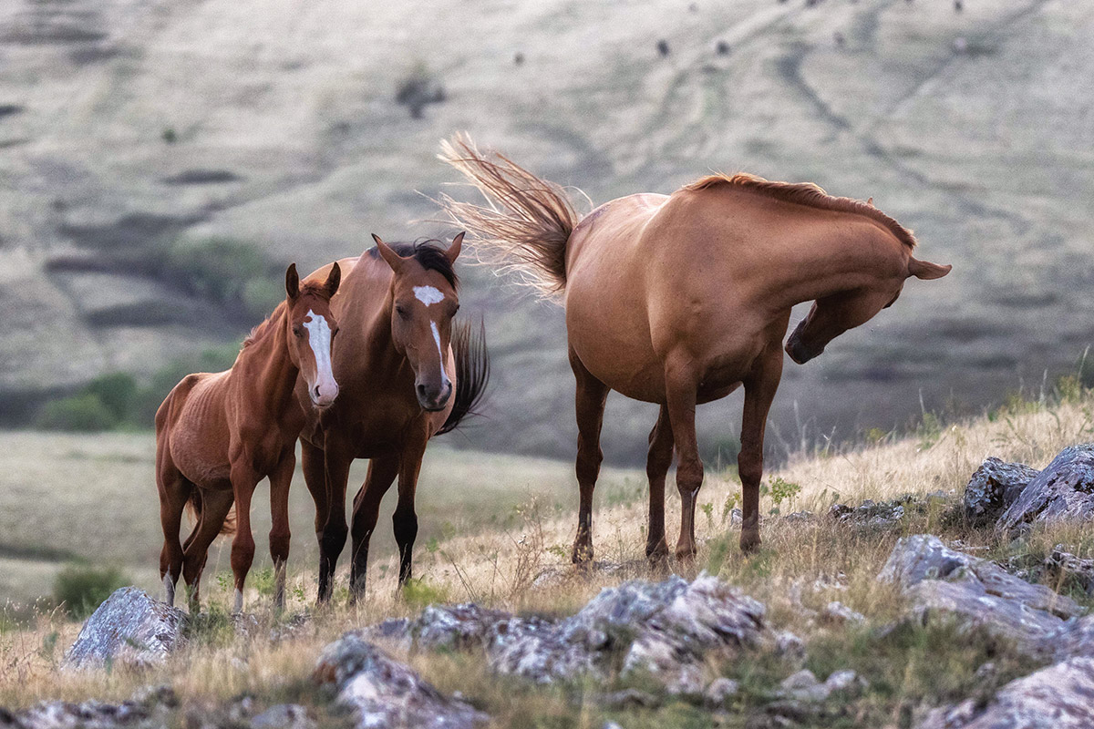 На степных буграх