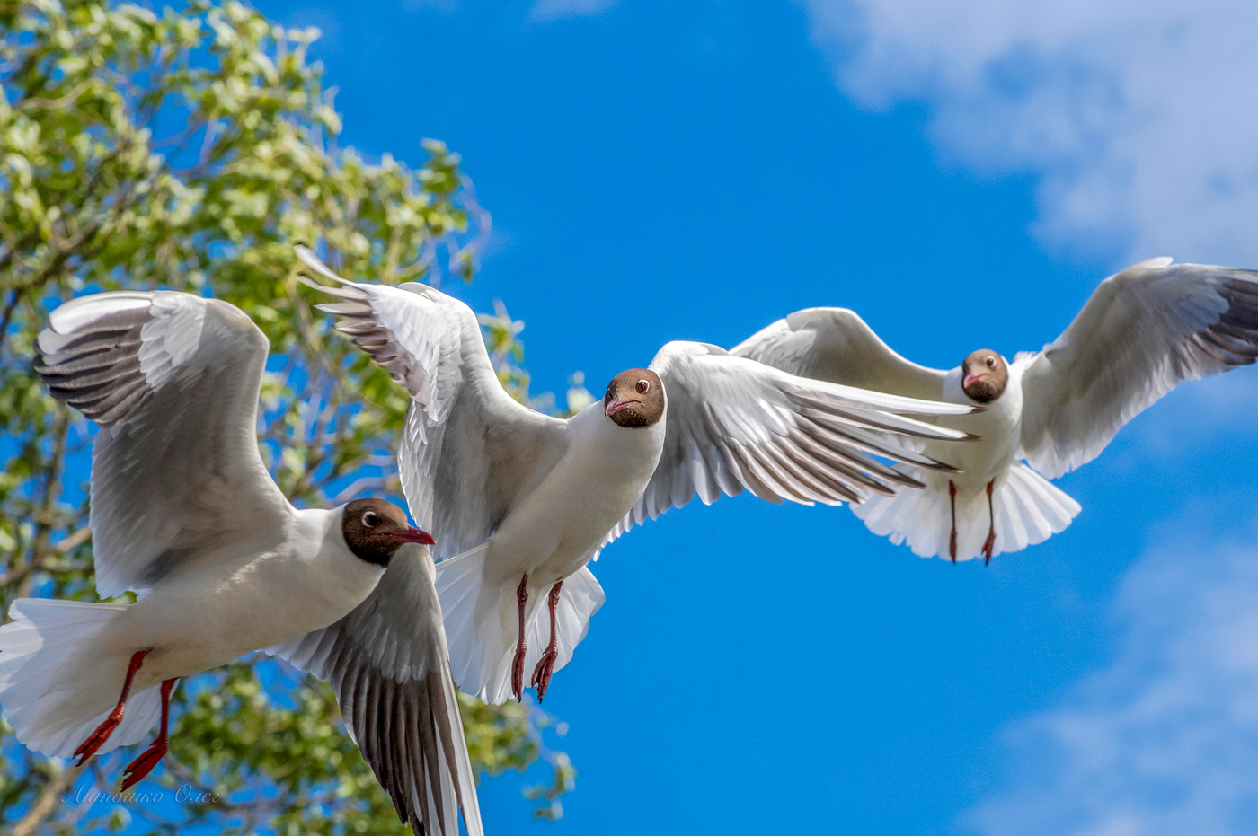 Чайка озёрная.