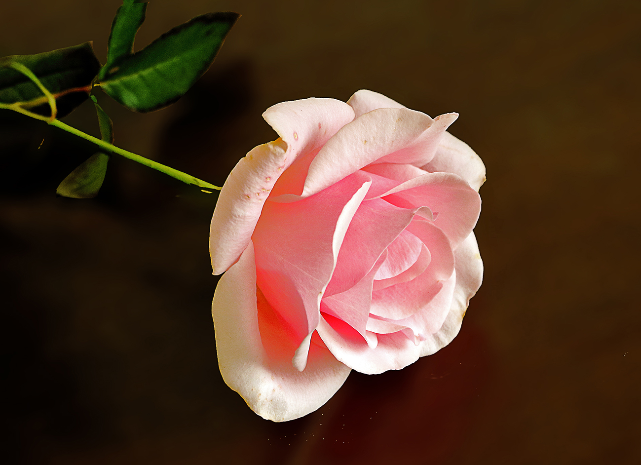 Всех Светлан с именинами!