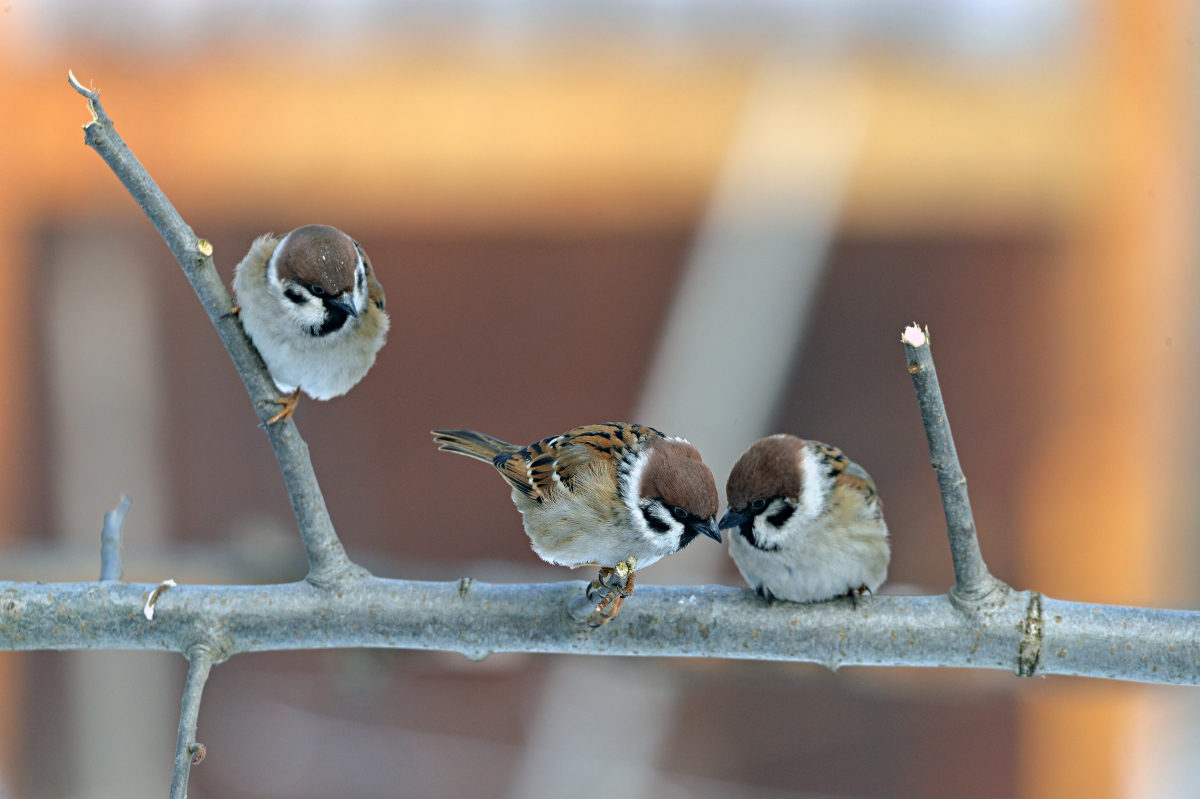 Я всё слышу....