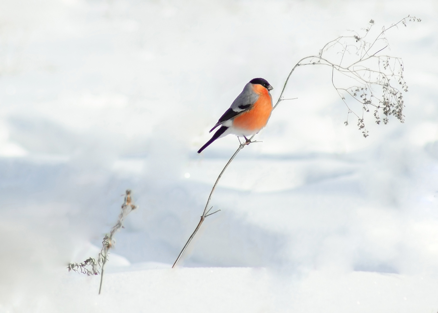 Среди снегов белых.