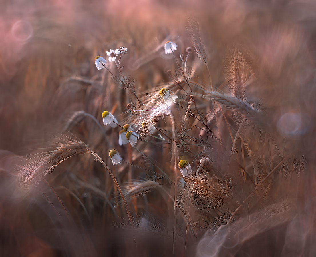 Букет в поле, Импровизация