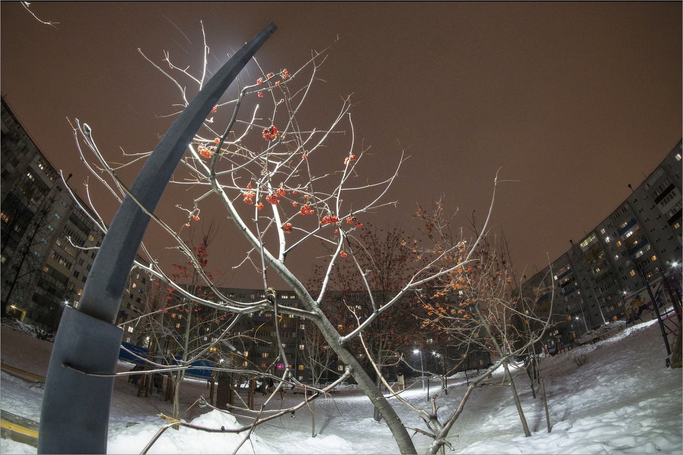 положительный фототропизм