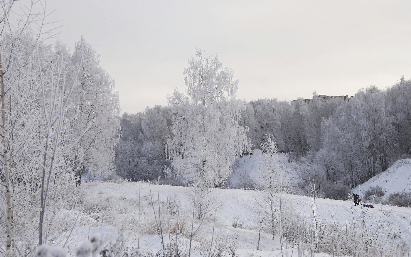 Белая береза