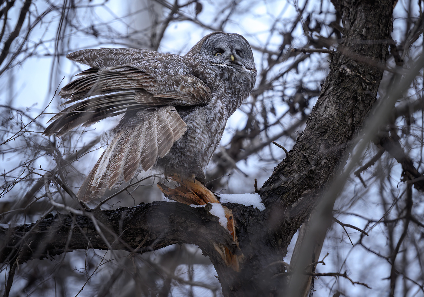 Great Gray Owl