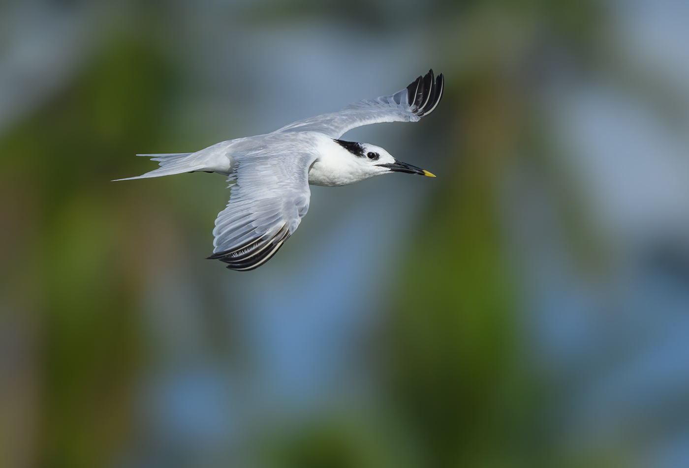 Sandwich Tern