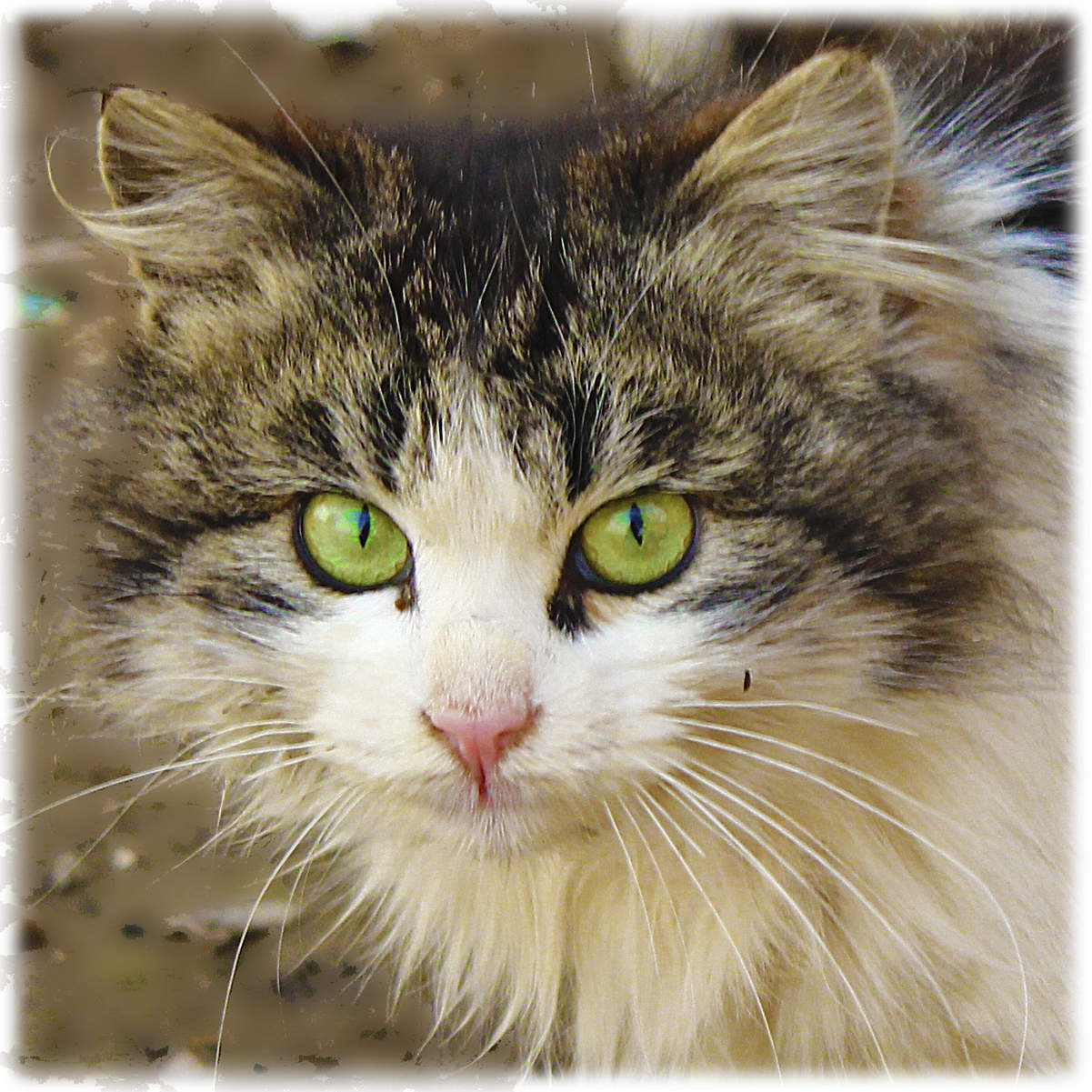 С днём кошек!