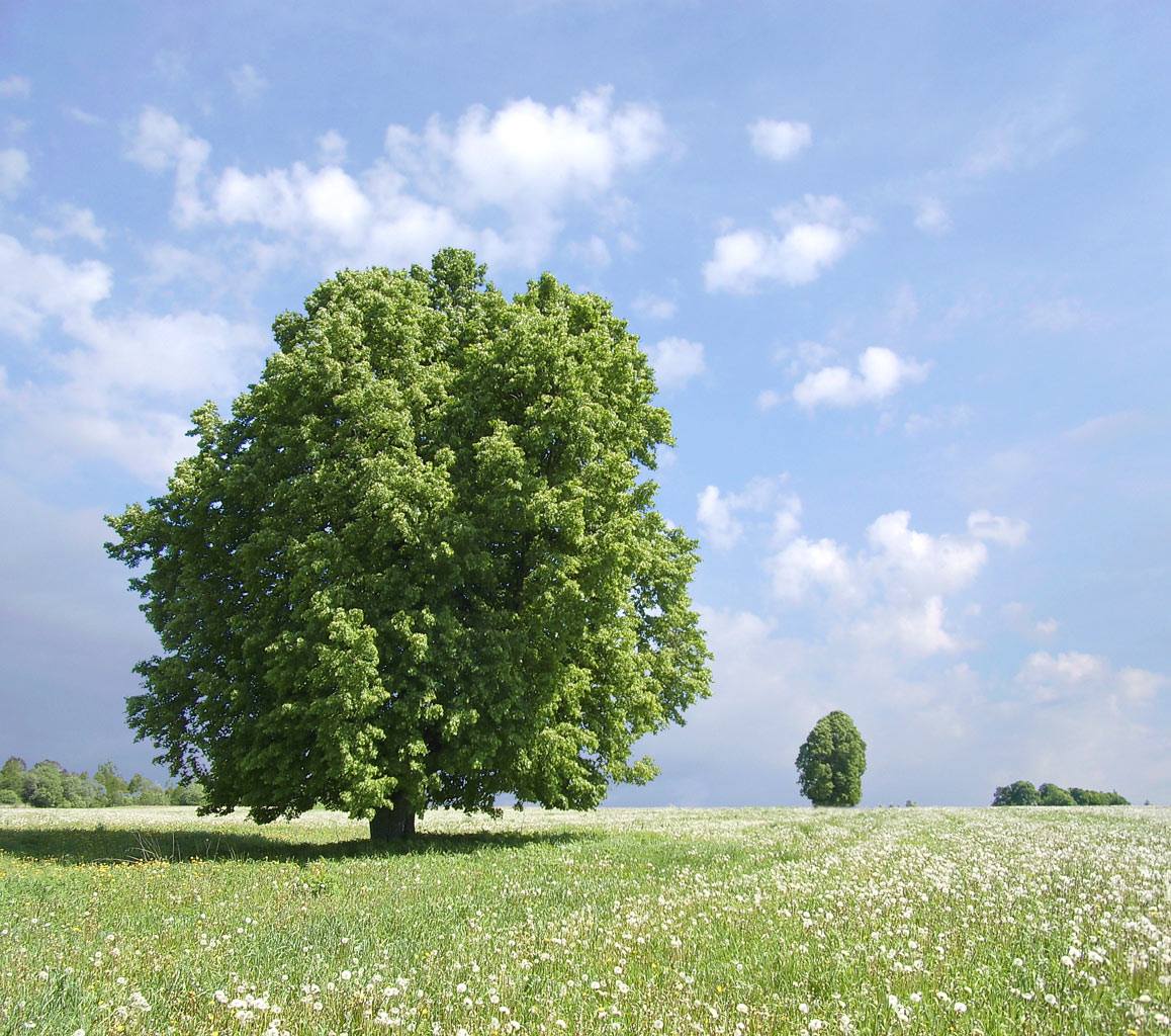 Одуванчики