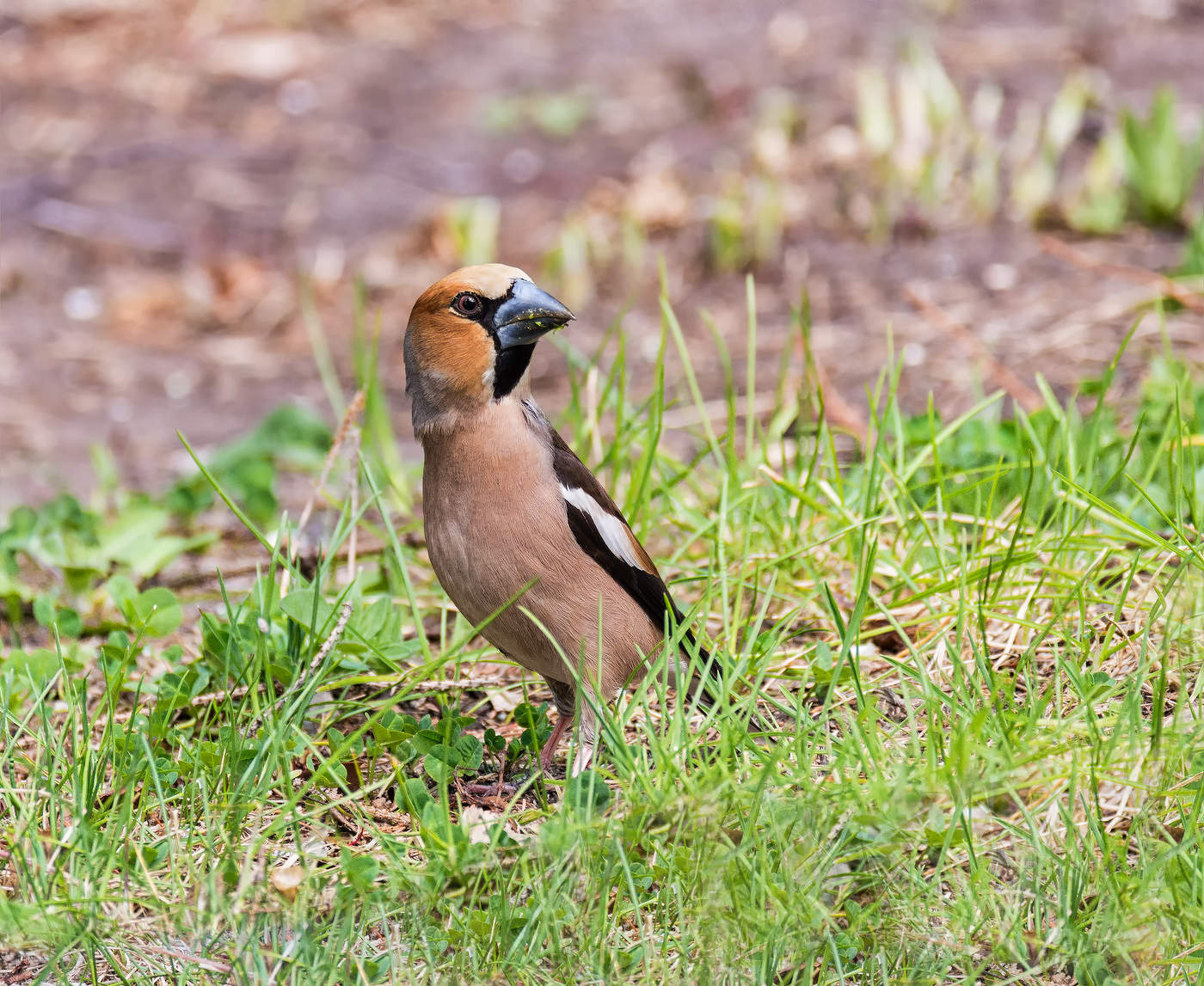 подругу потерял..