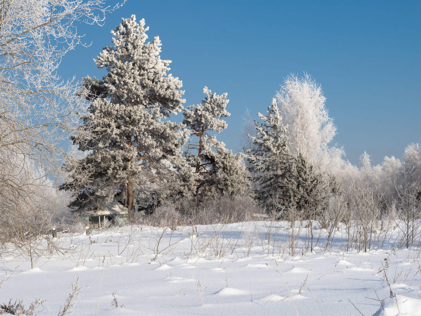 Мороз и солнце