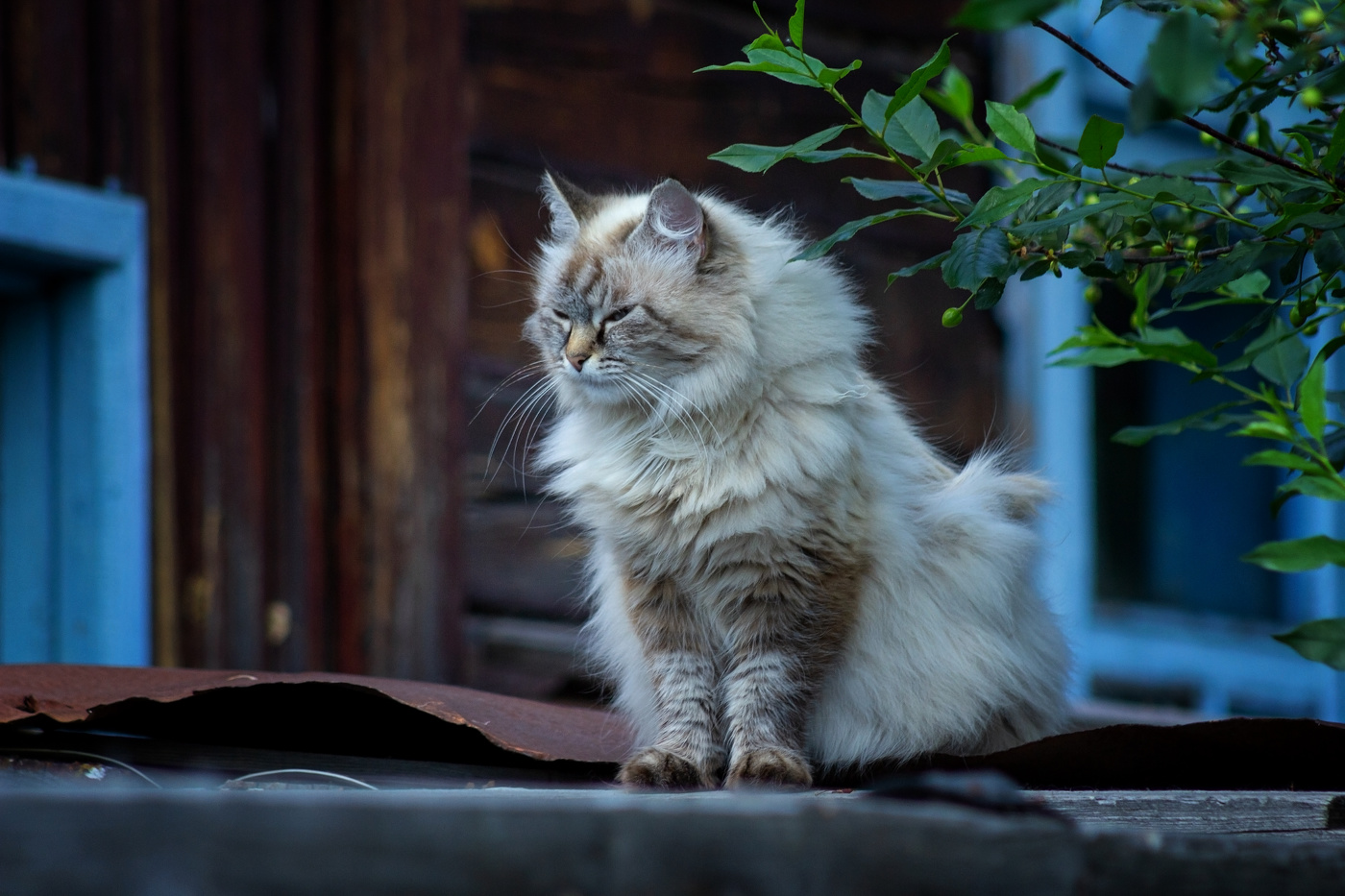 Кот в сапогах.