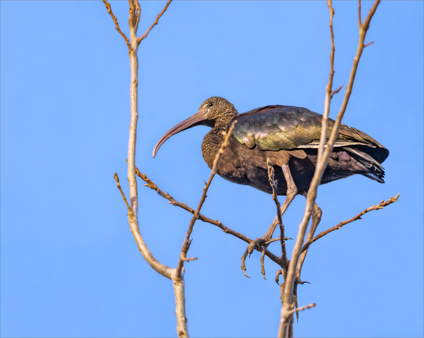 Взгромоздилась