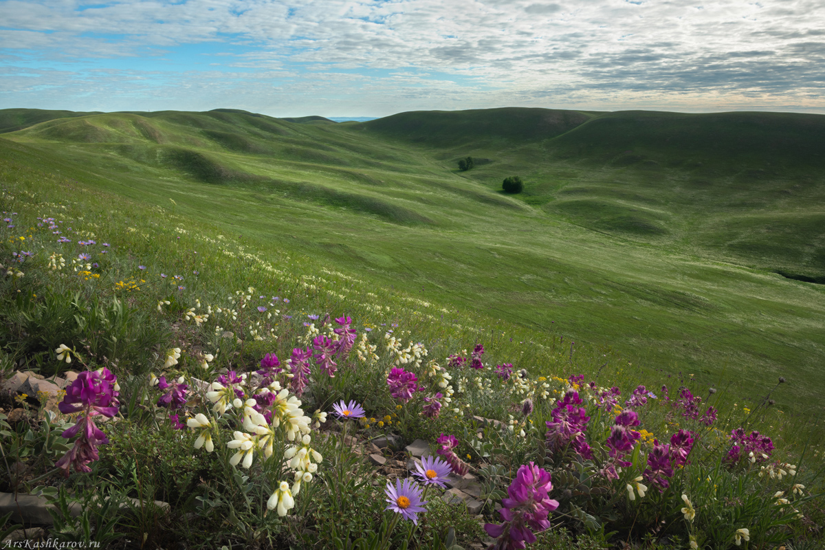 "Цветущие степи Долгих гор"