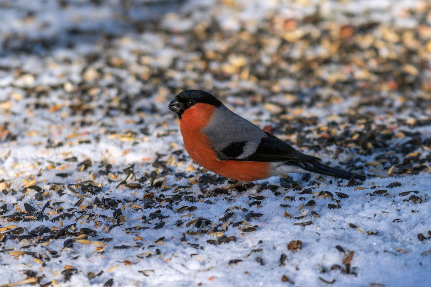 Снегирь и семечки.