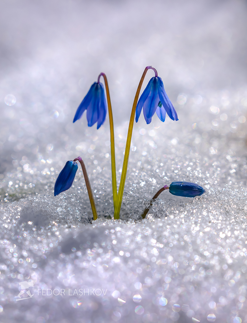 Пролески в снегу