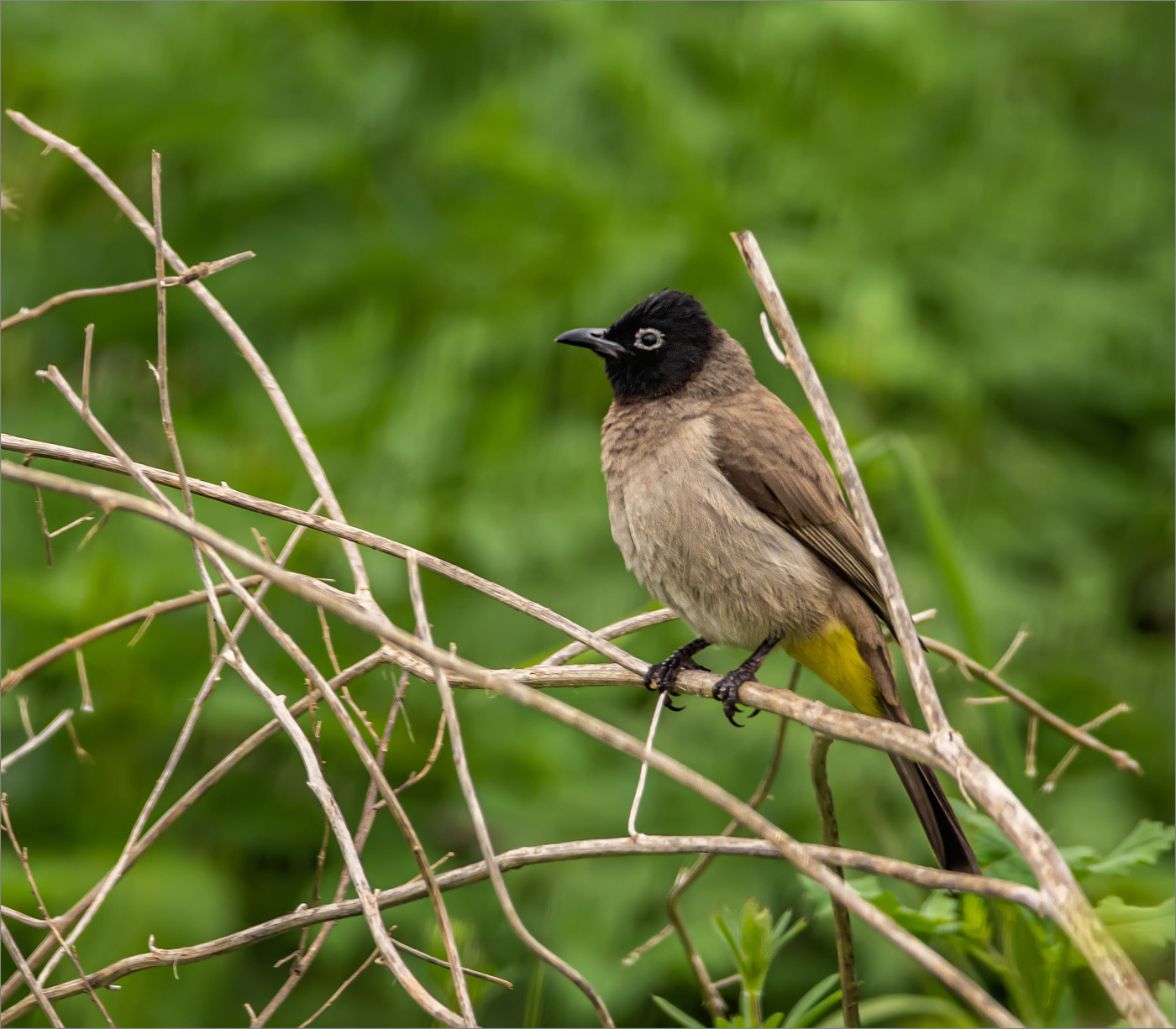 Среди крапивы