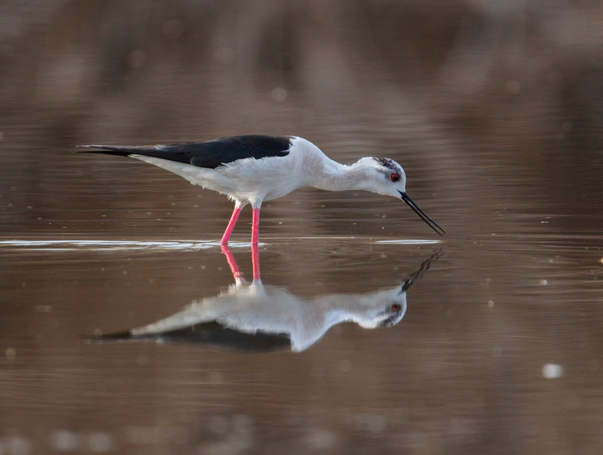 Ходулочник