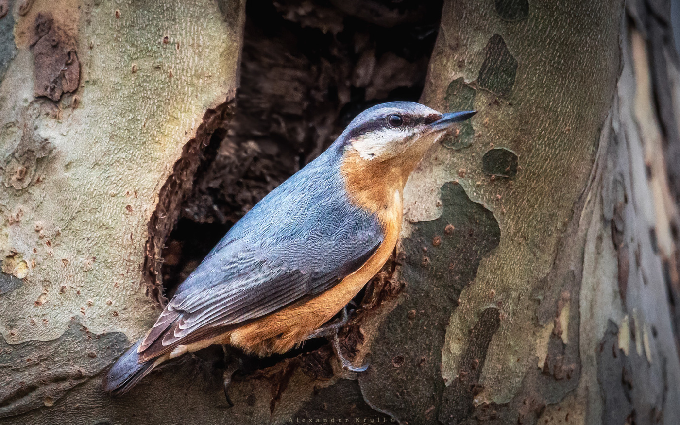 Дупловладелец