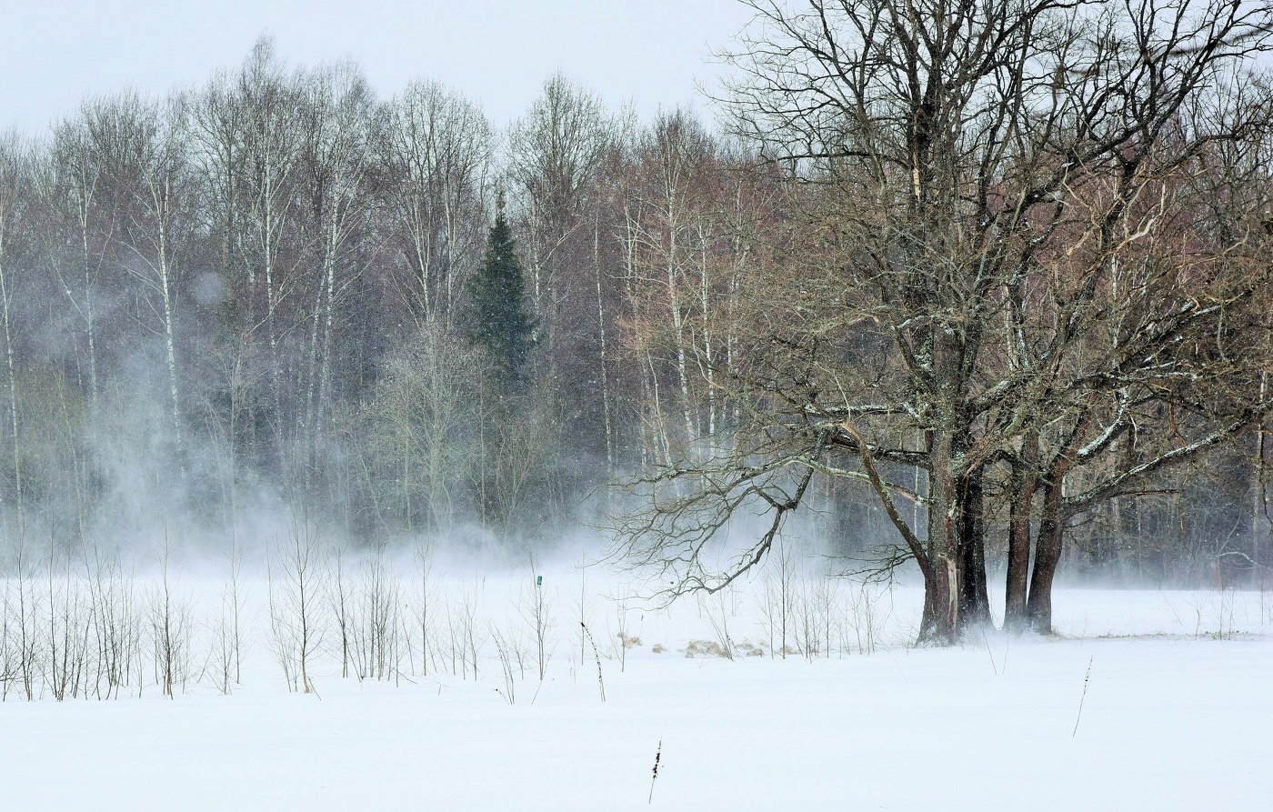 "Разгулялась метель - сумасшедшая странница..."