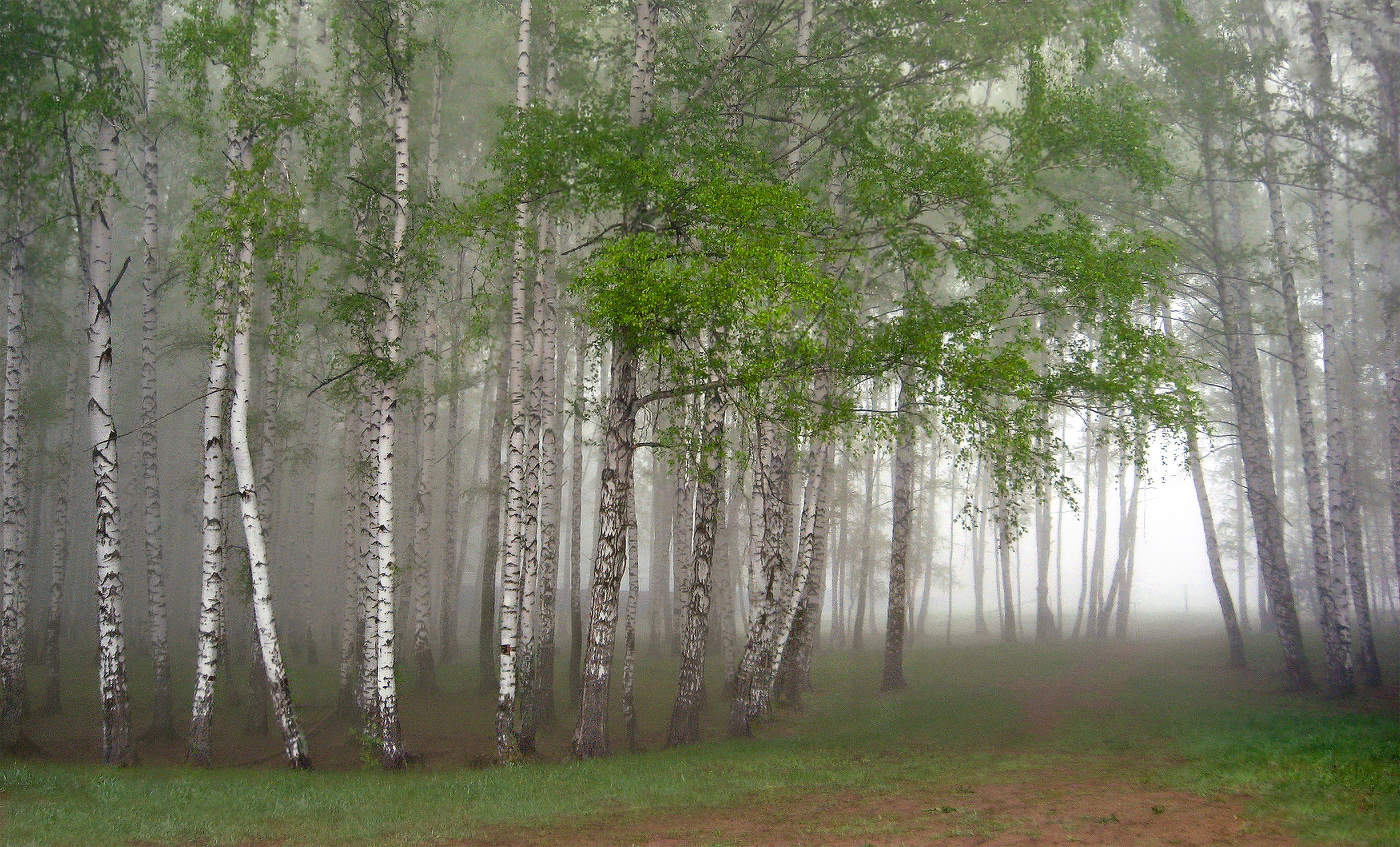 Лесная сказка
