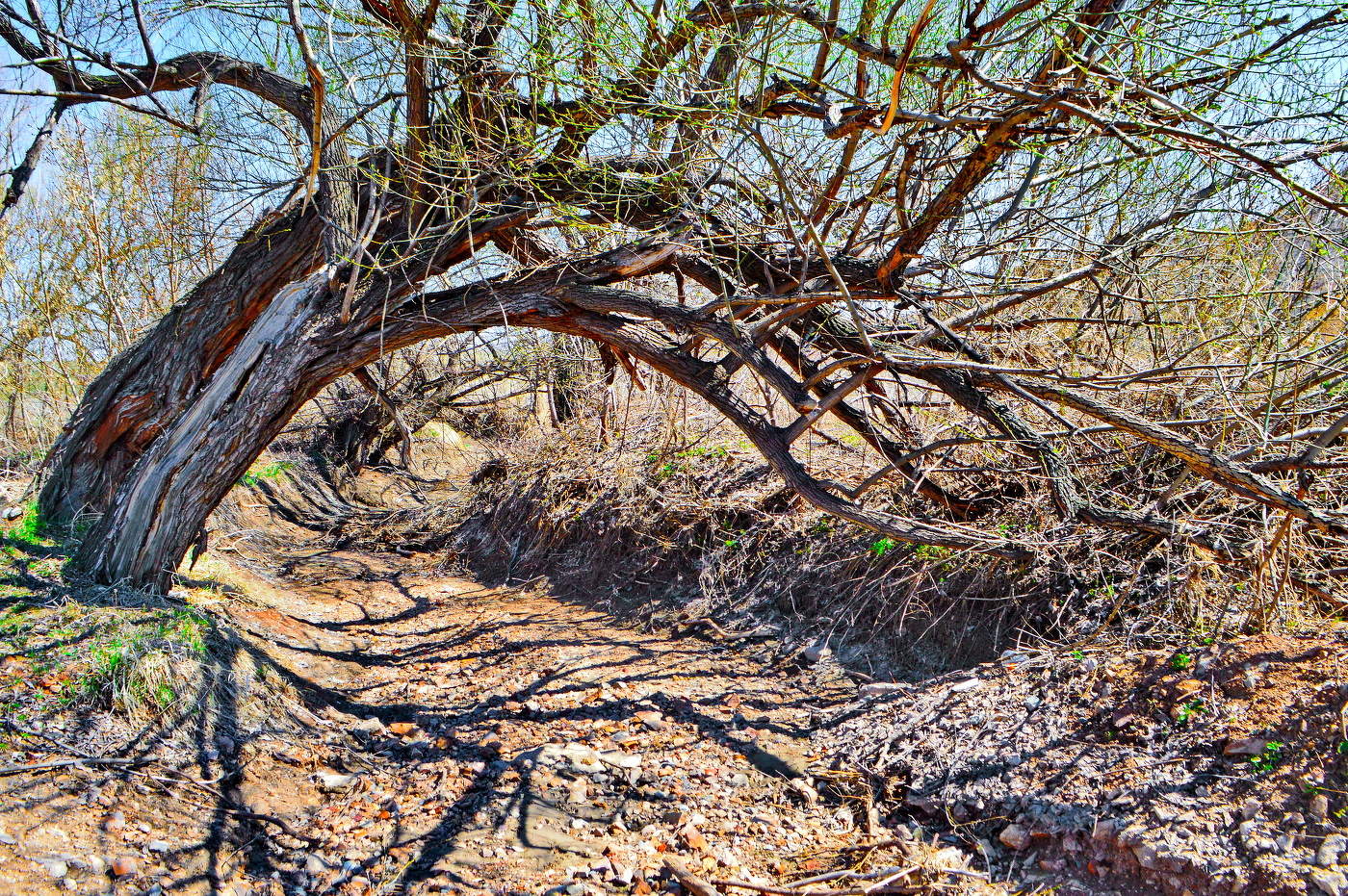 высохший ручей