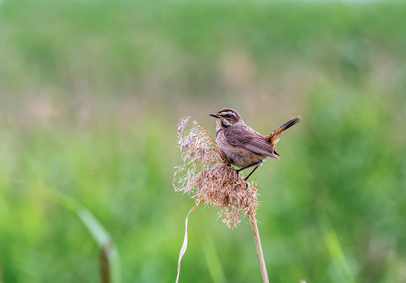 варакушка..