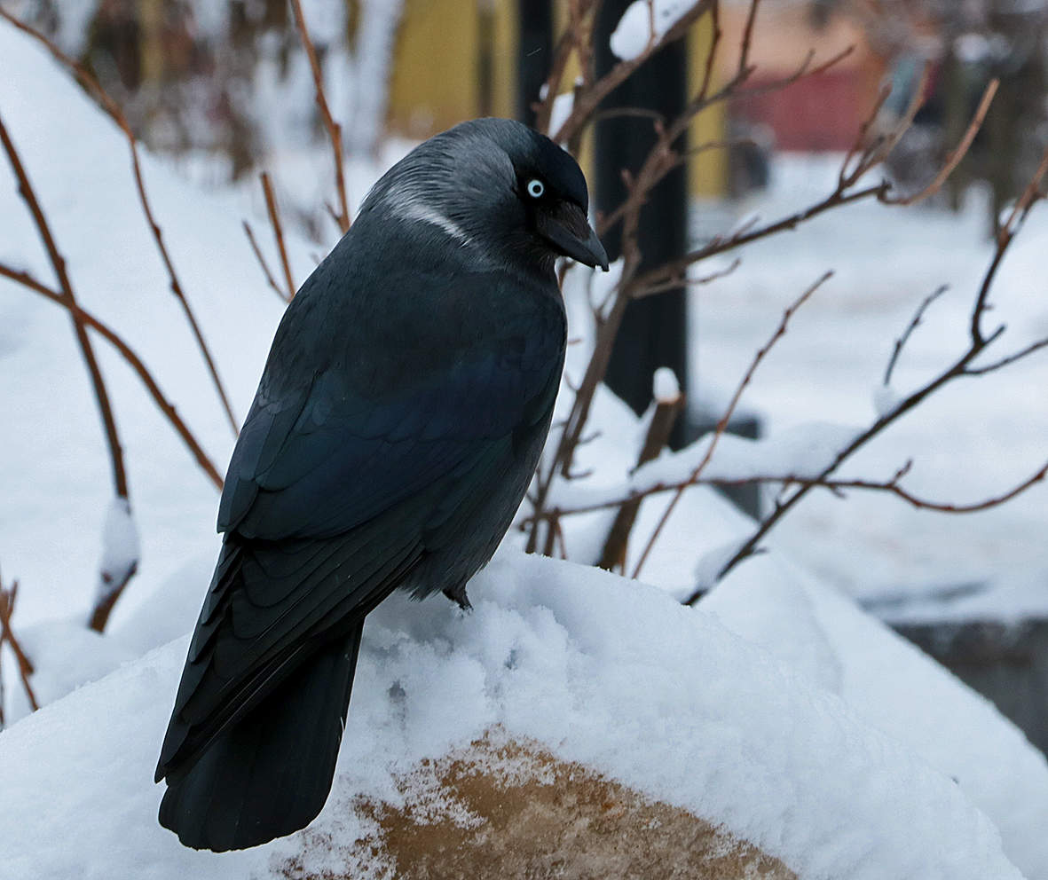 Вот я какая!