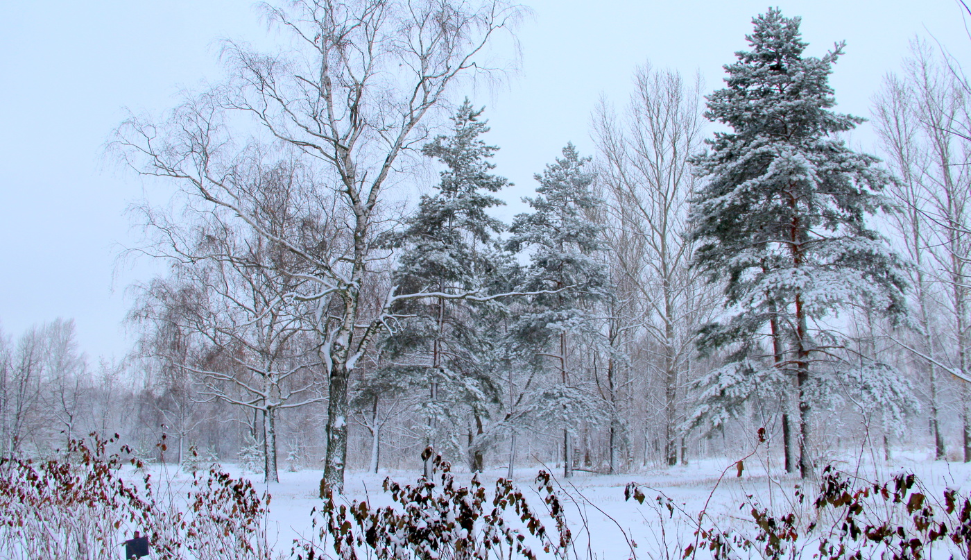 Зимний пейзаж.