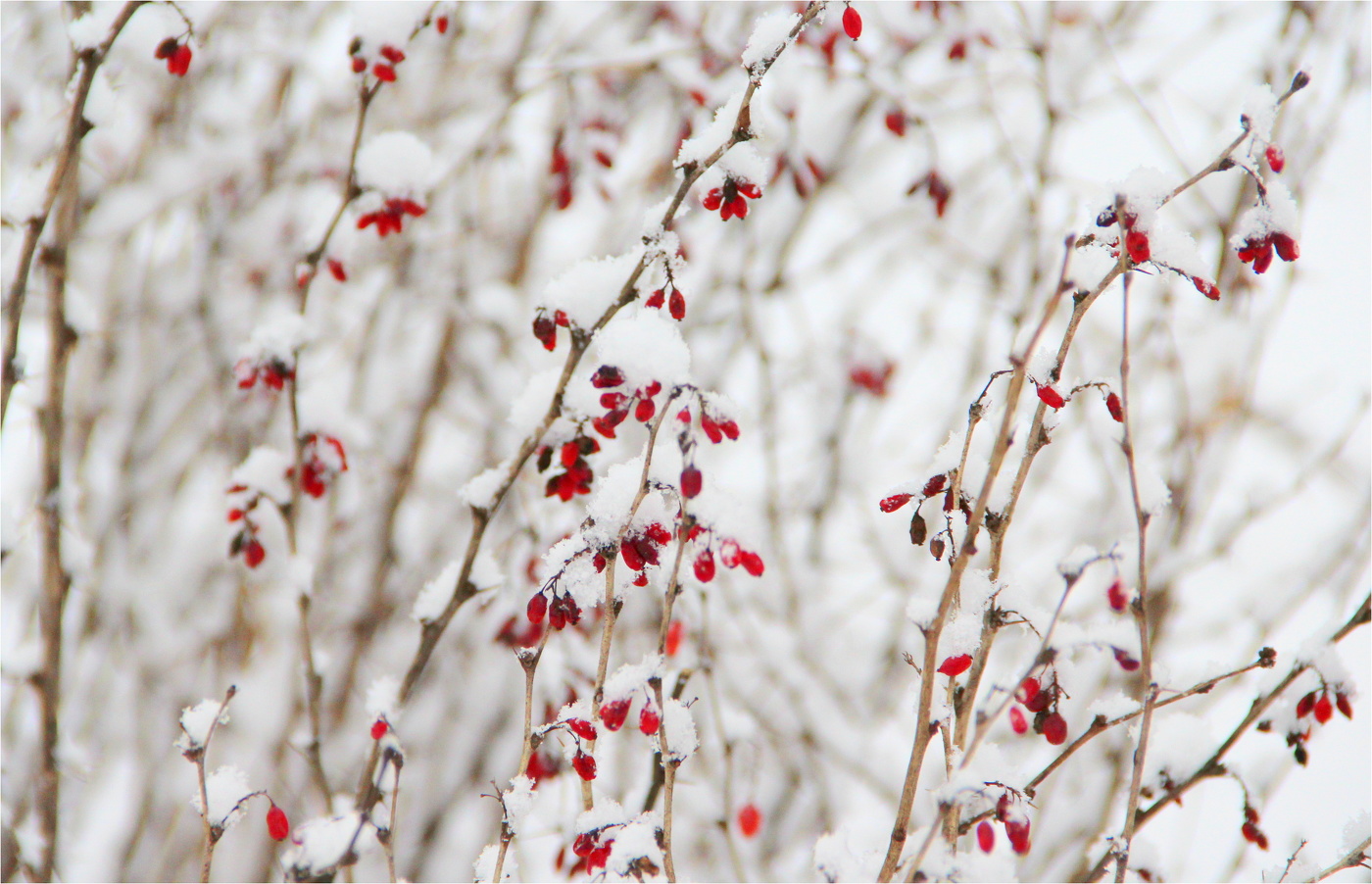 Растения зимой.