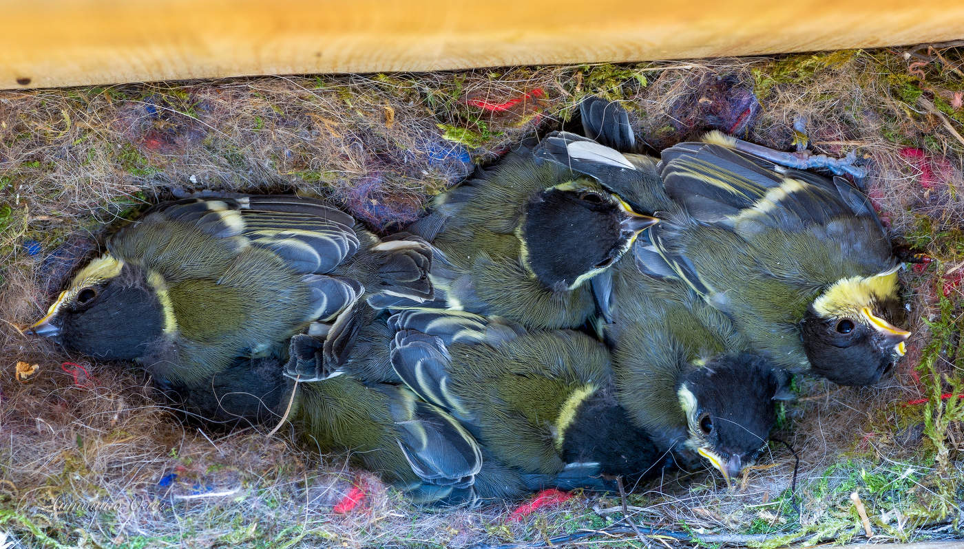 Гнездо синицы большой.
