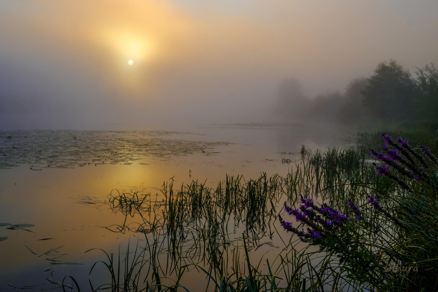 Тихое утро.