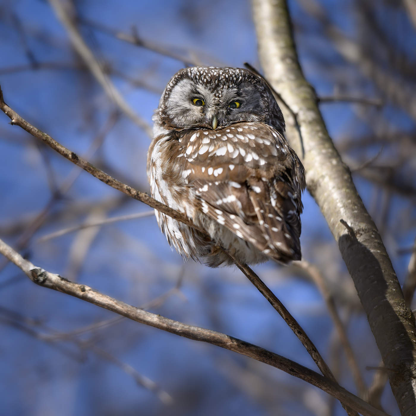 Boreal owl